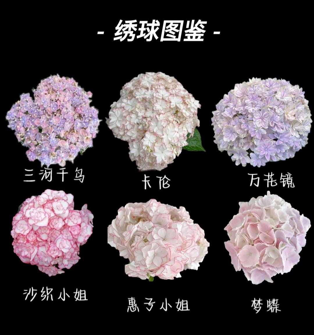 绣球花 丨多花 · 制