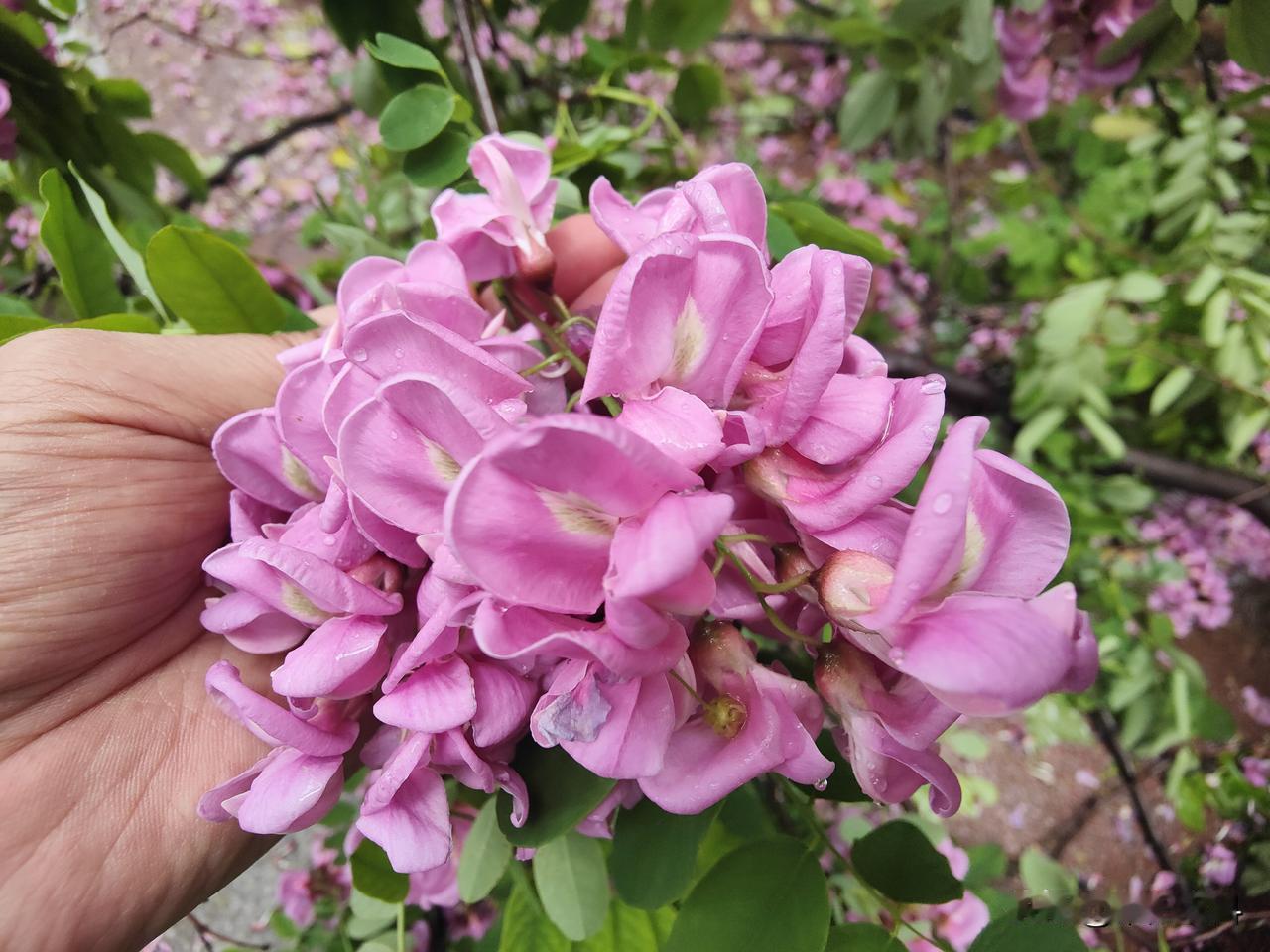 晒图笔记大赛这就是红花刺槐，现在正值盛花期，紫红色的花朵开满枝头，吸引大量蜜蜂前