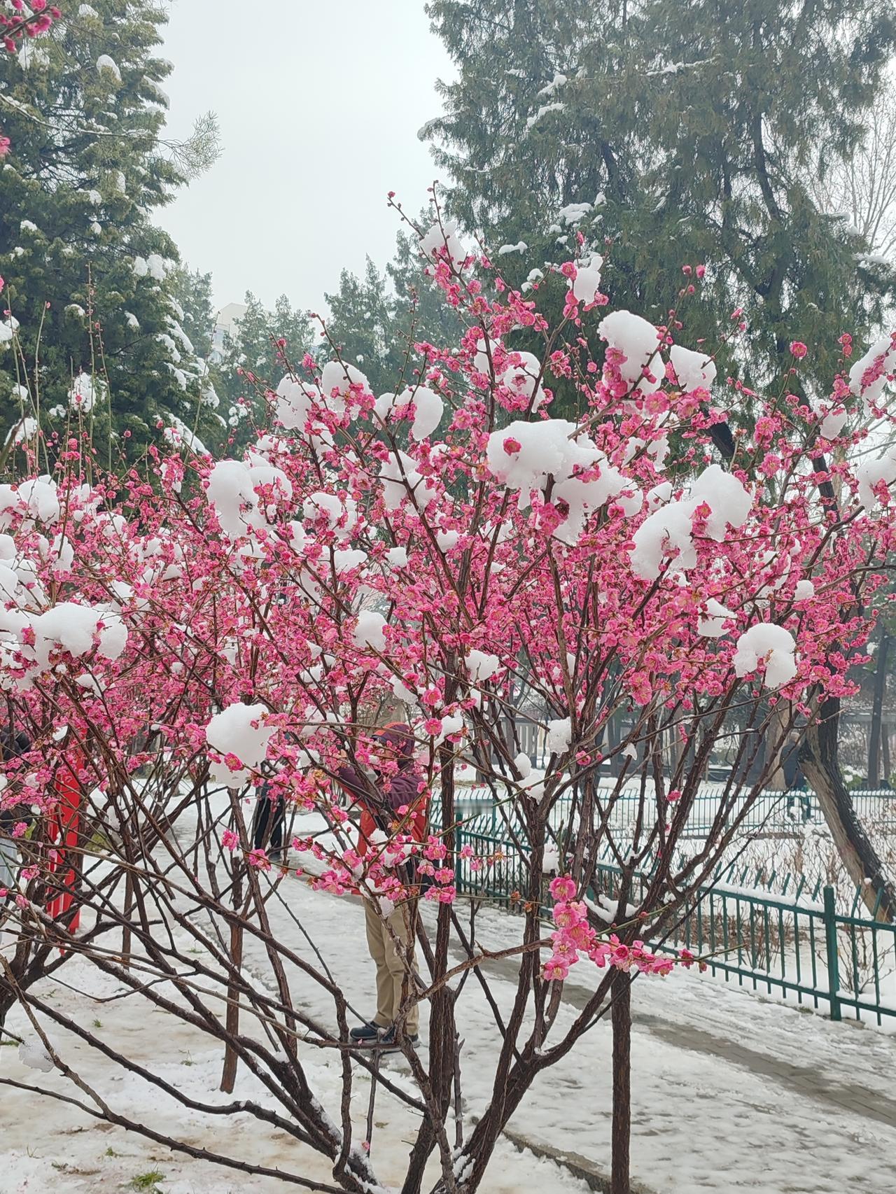 雪问梅花风问柳， 雾迷群山霜染秋。