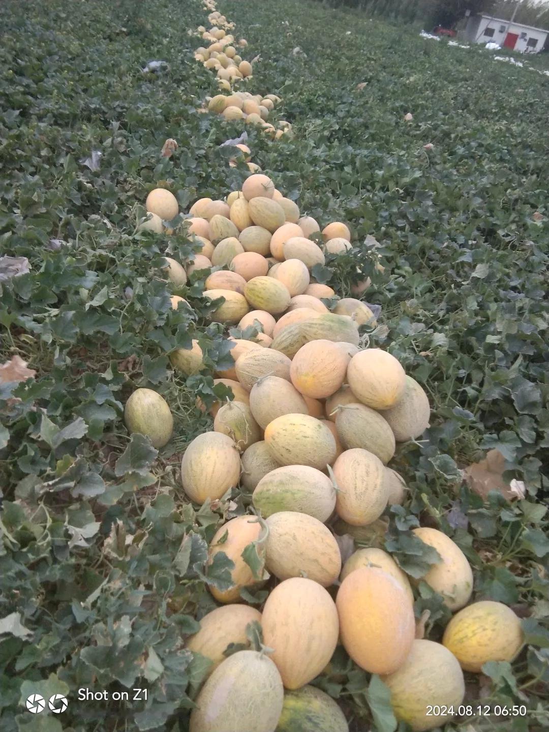 我最喜欢的水果是:哈密瓜。因为我是一个种瓜的人。同样又是一个比较专一的人。好水果