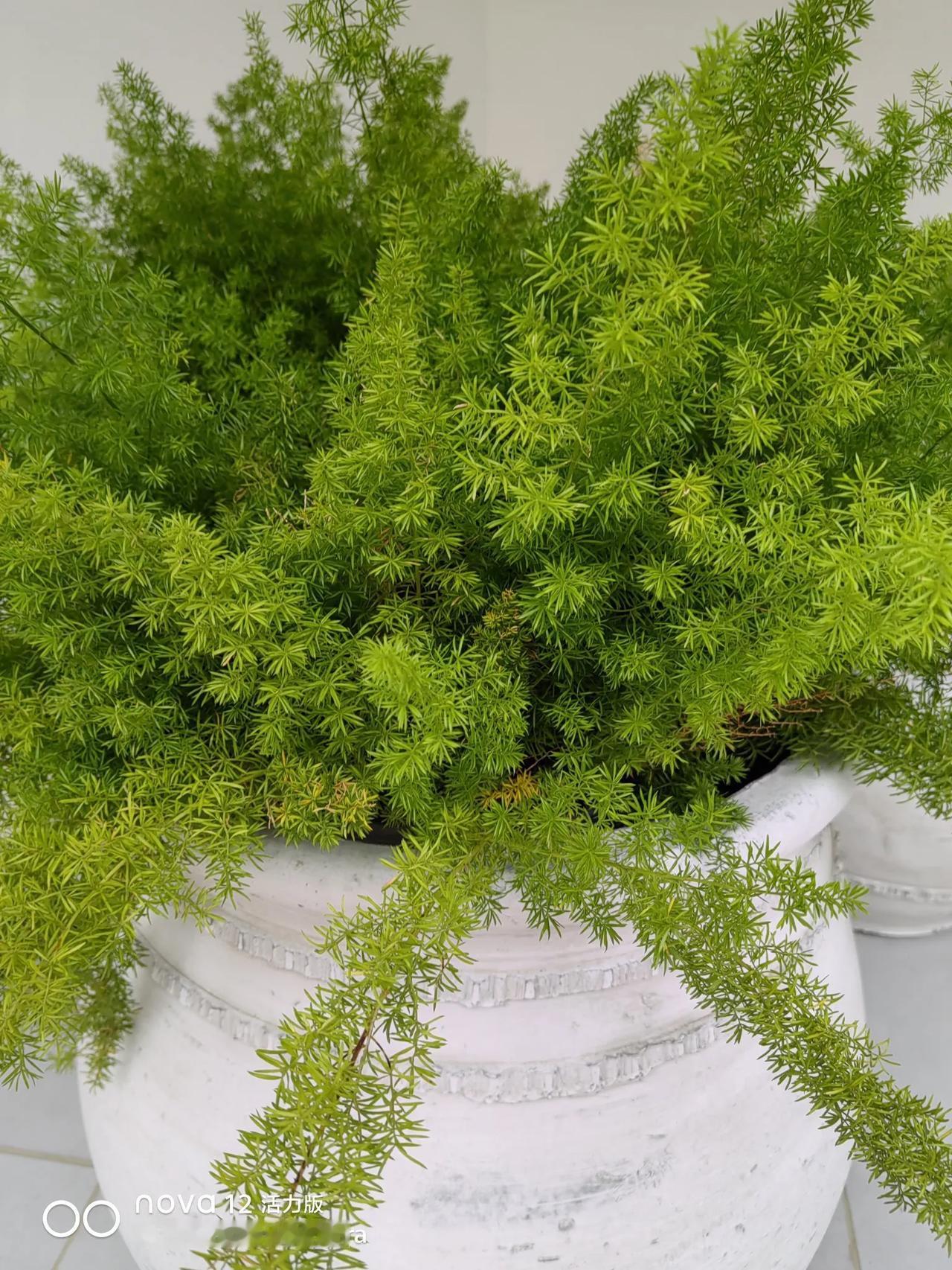 阳台花草近况阳台上种花，是很多城市人的爱好，养的好，惹人喜欢。我们院子里陈姨养了