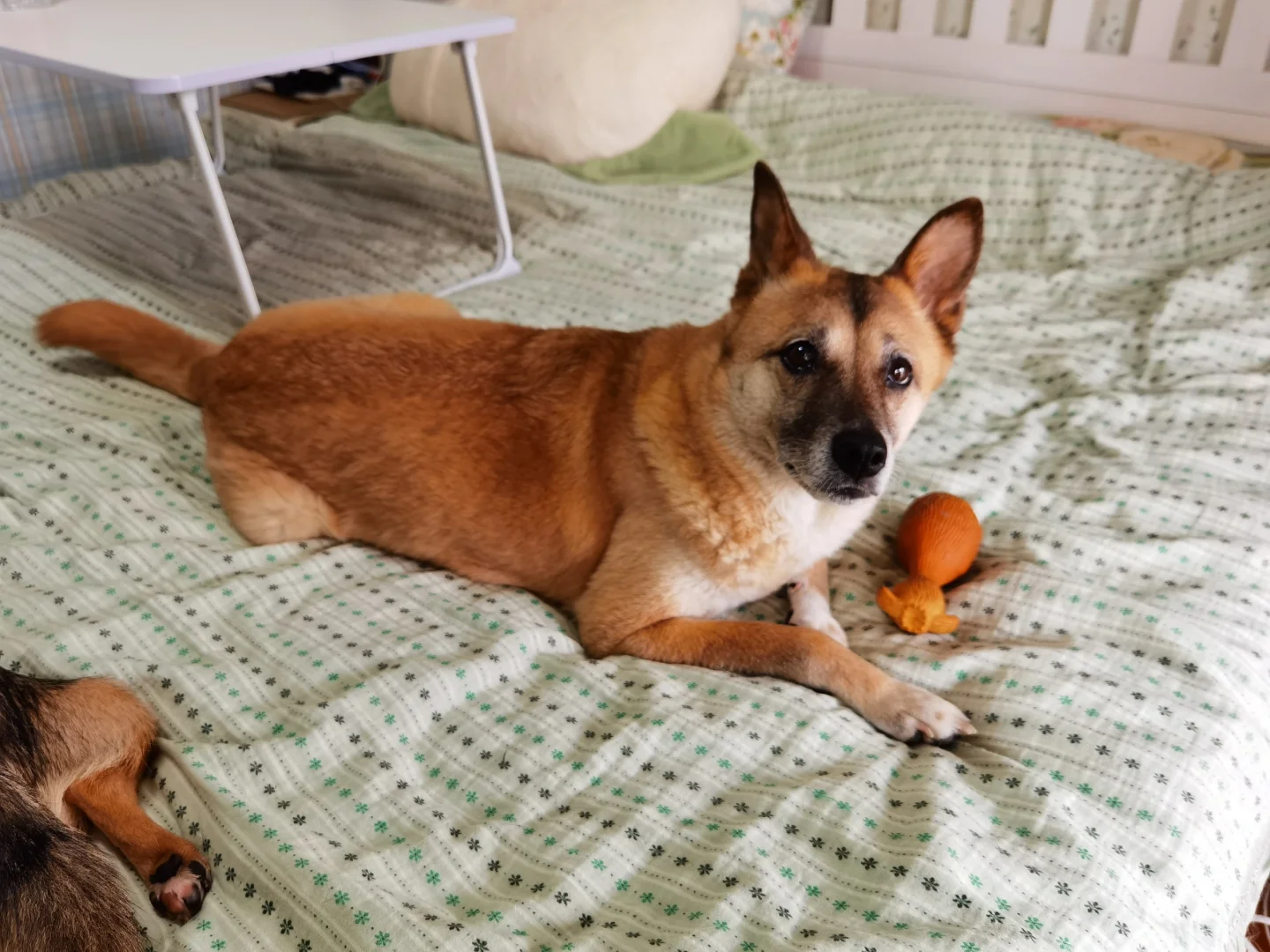 肾衰慢性胰腺炎老北鼻