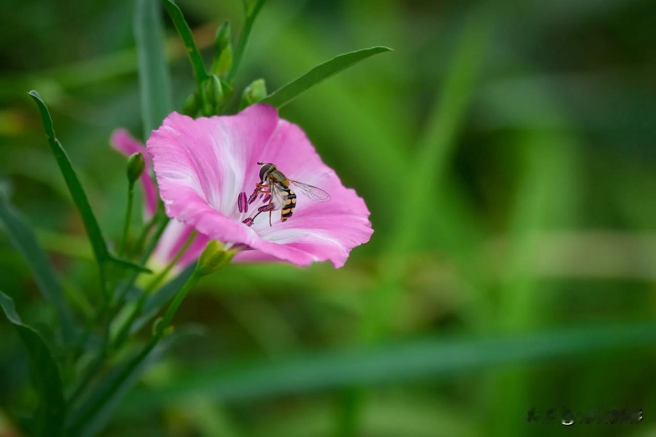 #分享一张拍摄的花#