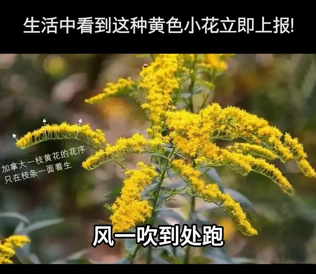 紧急提醒！假期出游看到这种"黄花"别拍照，立即上报！

春夏之交，正是外出踏青的