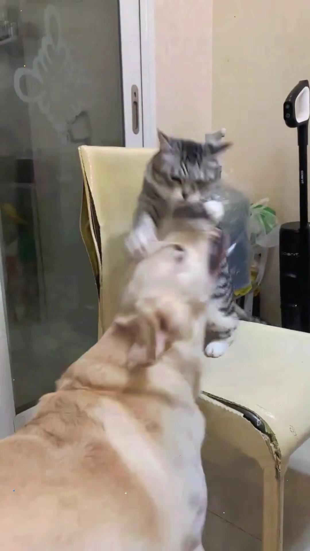 猫 猫咪 猫猫 小猫 小猫咪