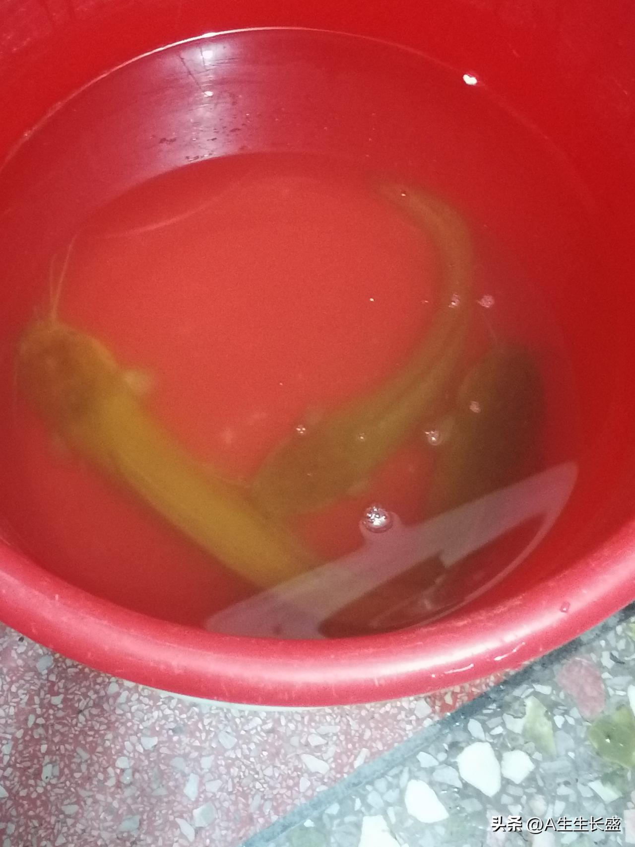 这塘虱弹跳力太厉害了，只放一点水刚够浸没塘虱，它居然从这么高的桶里跳了出来，而且