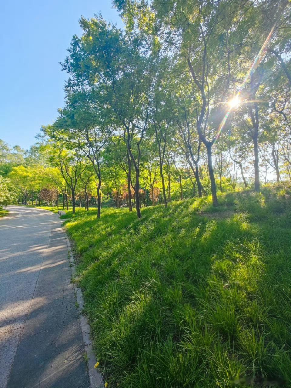 北坞公园初夏摄影北京·北坞村公园