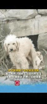 “万物皆有灵！”河南，女子对怀孕的流浪狗说: “你生完小狗，能不能给我送一只过来