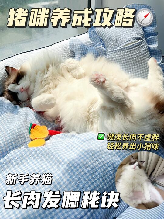 多猫家庭经验分享｜长肉发腮选它就对啦！
