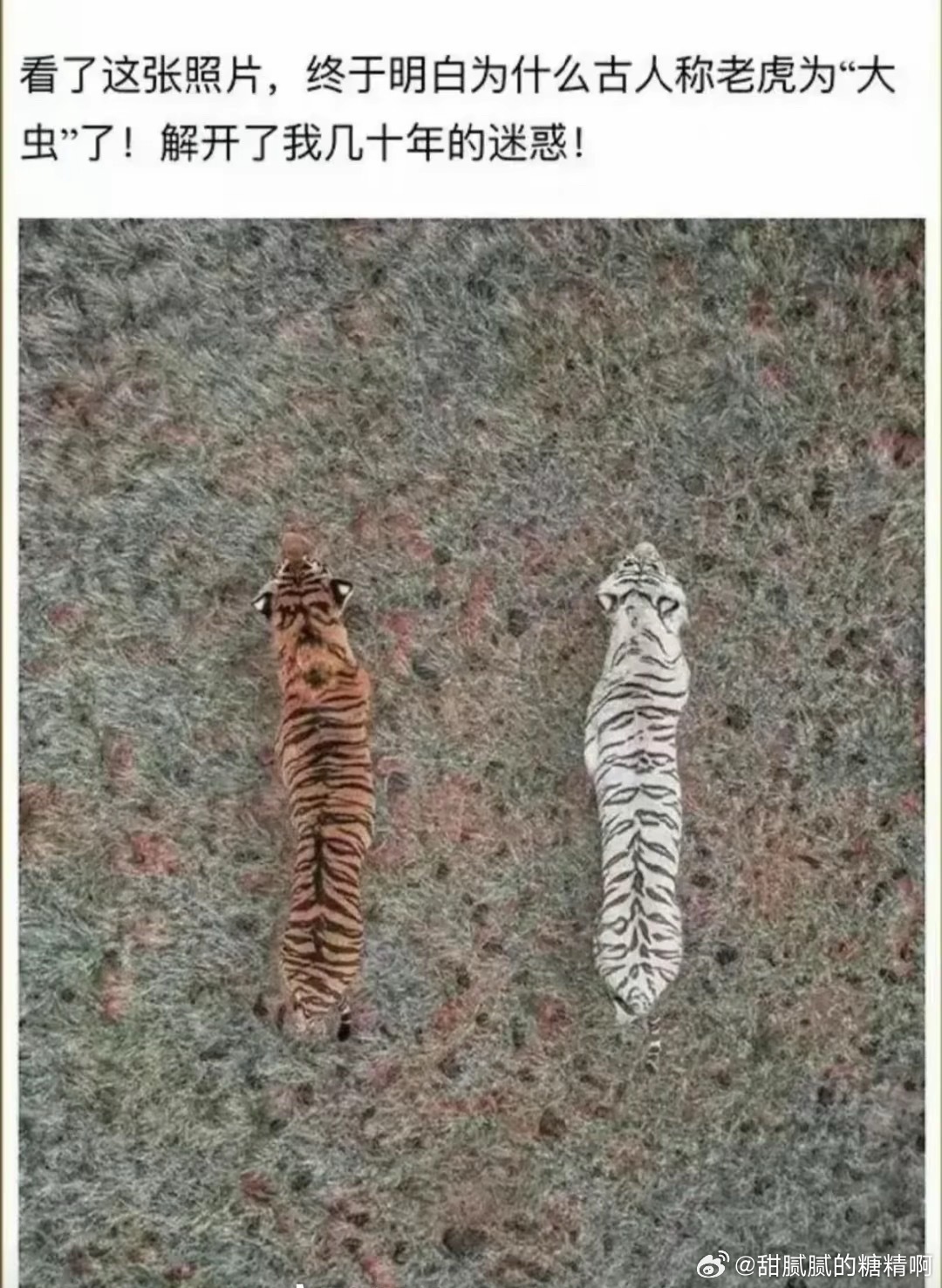 终于知道古人为什么叫老虎为大虫了。躲在树上的视角好像毛毛虫🐛 ​​​