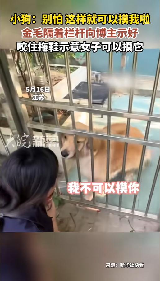 “太有灵性了！”5月16日，江苏，一博主在出小区时，发现了一只关在院子里的金毛，