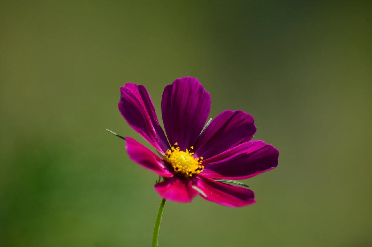 梦幻紫色的花朵，绽放自然之美