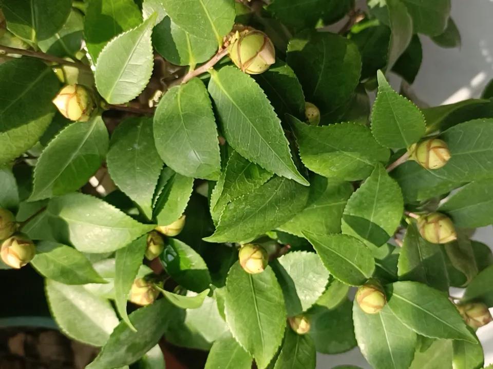 将要退休了，闲着想在家种些花花草草。看起来这活挺简单的，但里面的学问可深着呢。