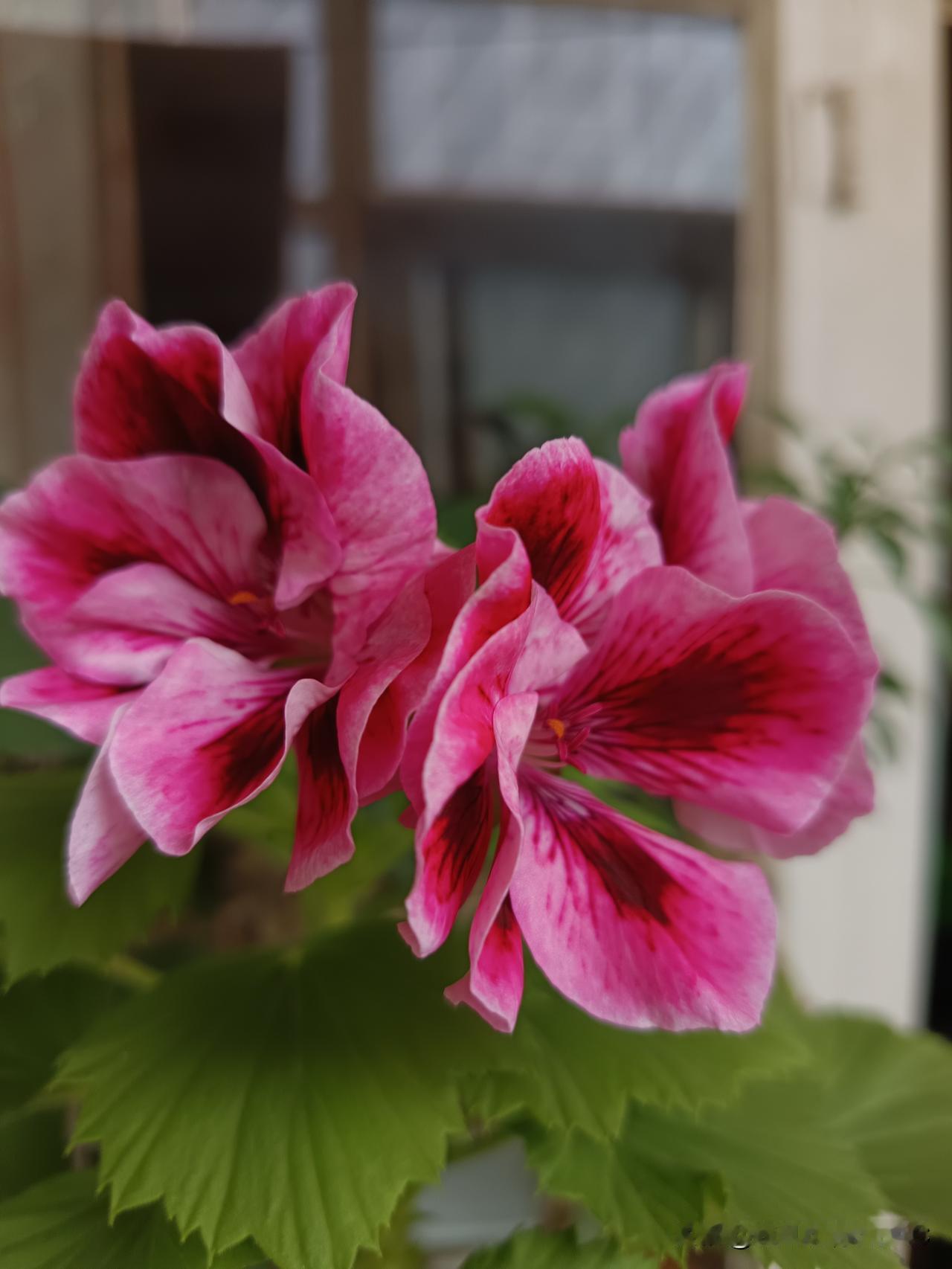 一下午接到4个境外来电，开口全是南方口音的普通话，说是某音的工作人员。
 
张嘴