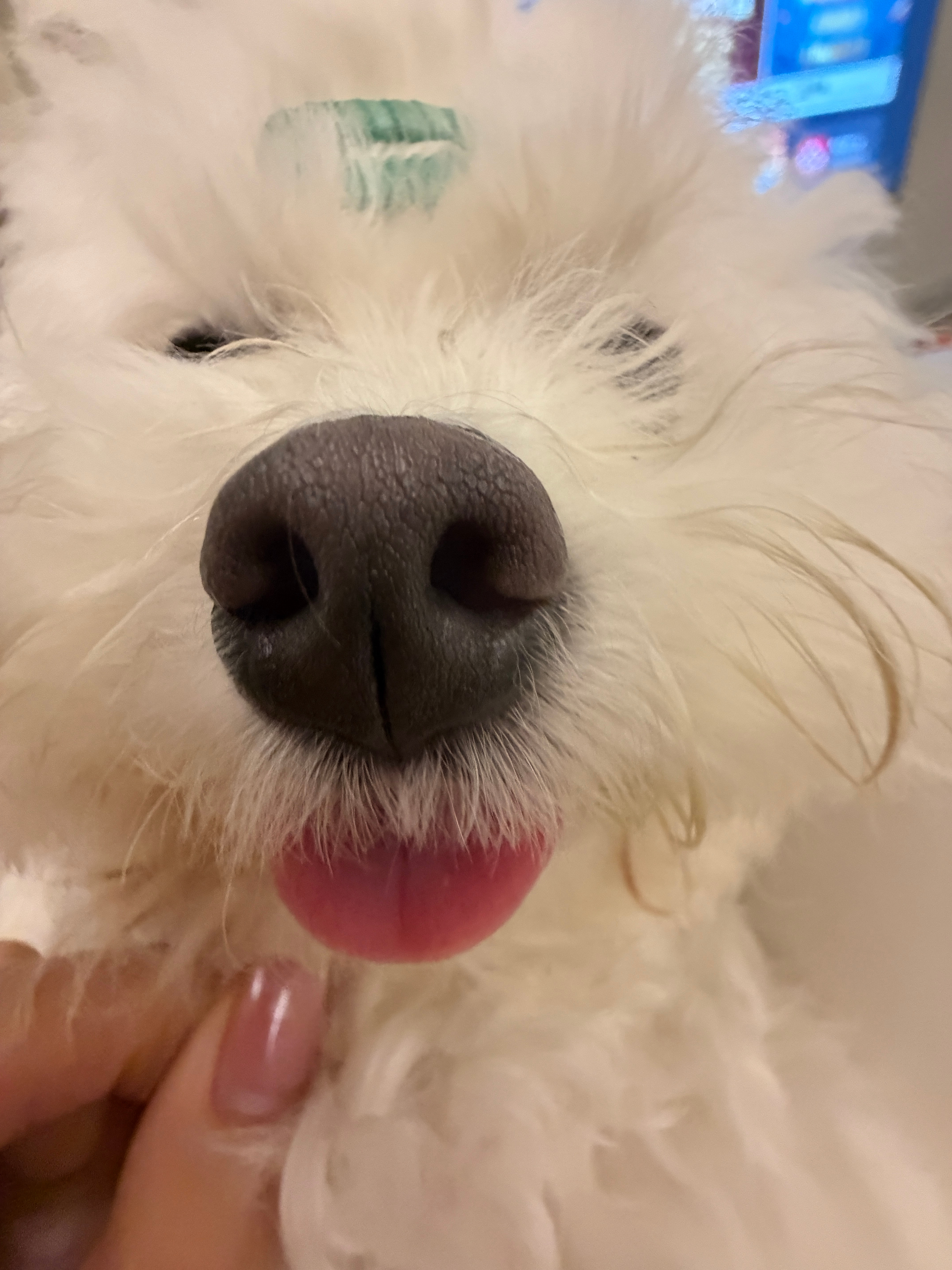 一会儿直播玩盛世天下有人要看吗萱要当女帝 