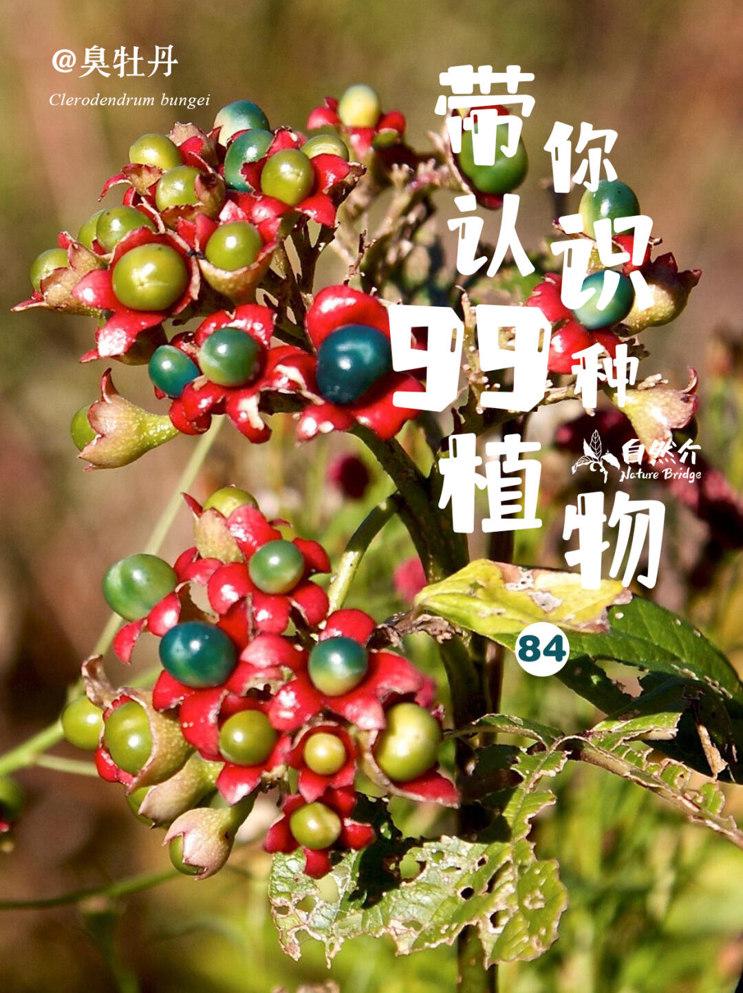 带你认识99种植物