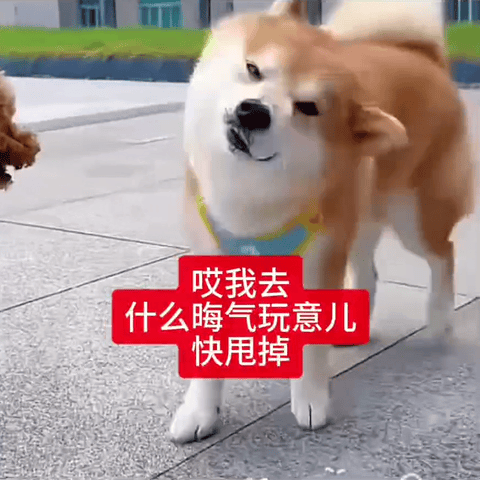 虞书欣侯明昊行程侯明昊忙着新歌和演唱会呢才没空搭理fzk[给你小心心] ​ ​​