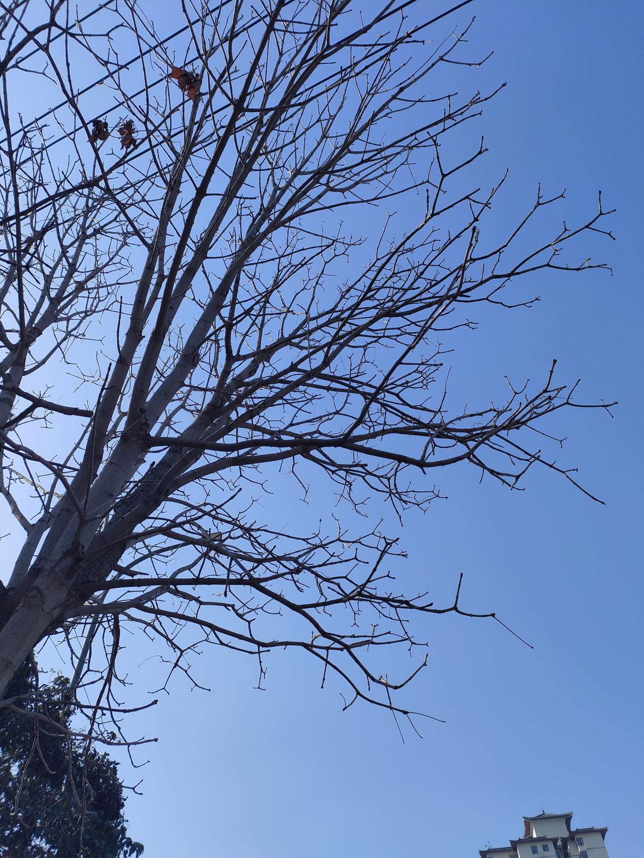 枯枝把蓝天裁成网，几簇红在枝桠间跳着，像冬天没藏住的夏的心跳。
🔵 树桠在晴空
