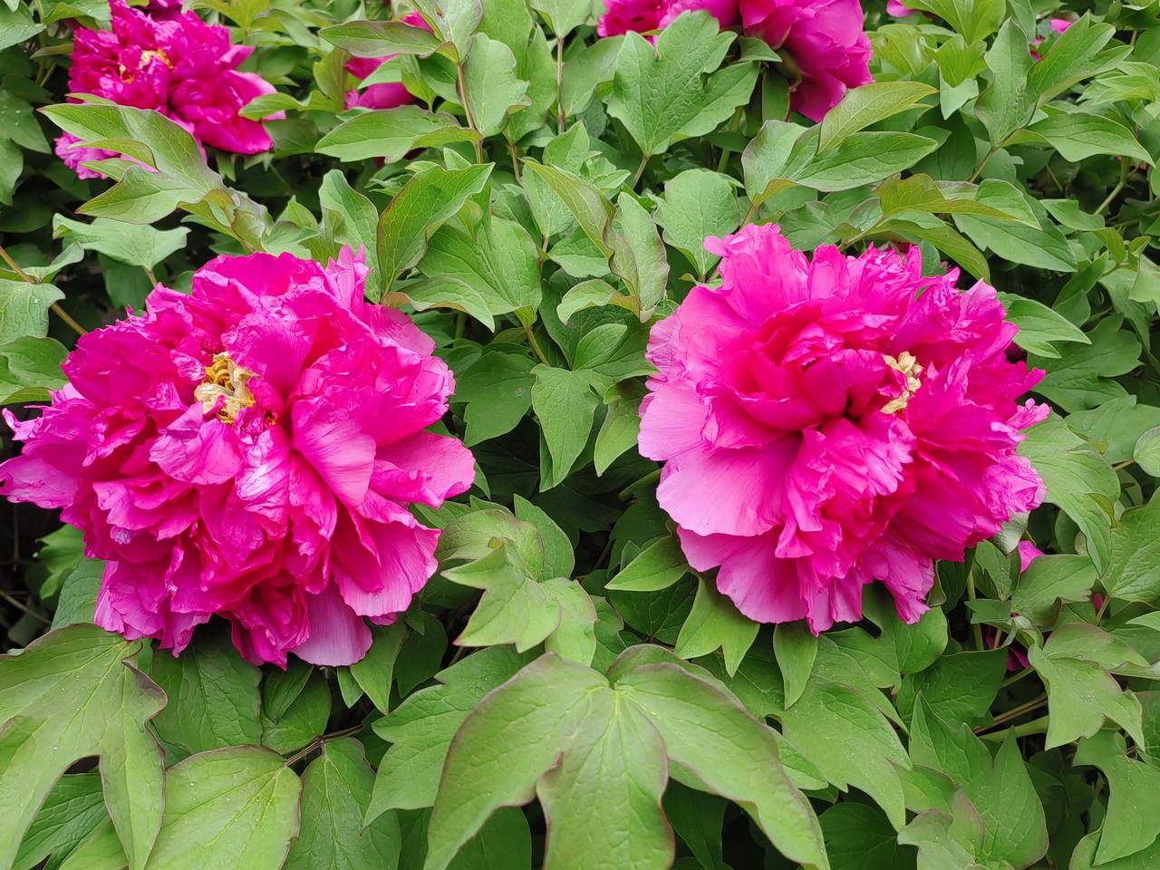 吃过饭，吃过水果。
    跟老伴说起我受得窝囊气。批评学生口气有点不好，学生顶