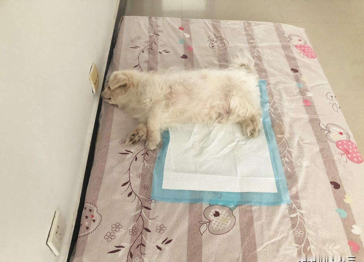 老人半夜换八次尿垫，

小狗哼哼完就尿一地，

这到底是谁在照顾谁。

大乖今年