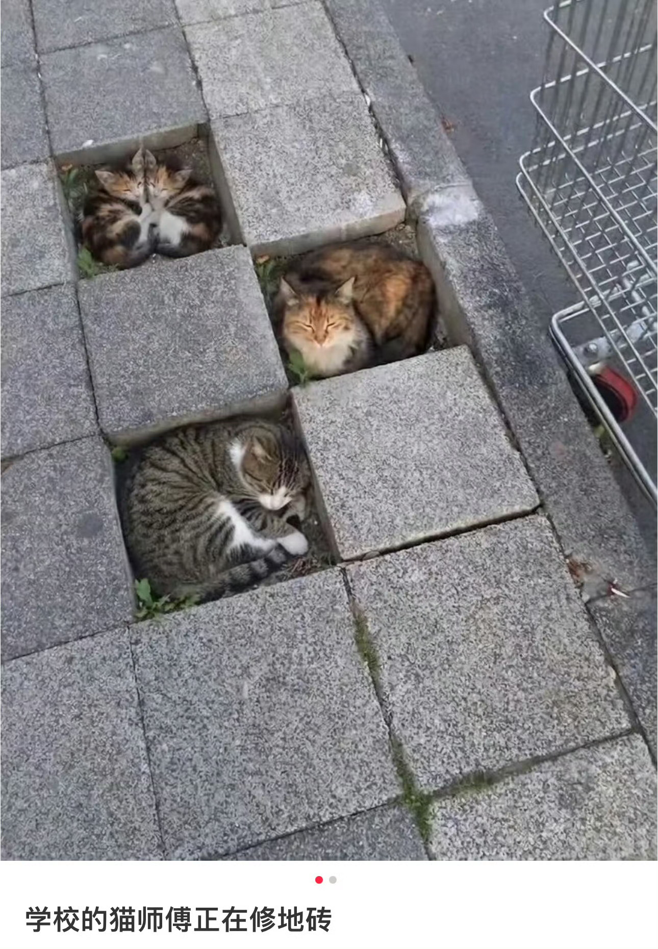 学校的猫师傅正在修地砖地面坑坑洼洼 猫猫填填整齐校园里的猫咪趴在地面地砖缝隙处，