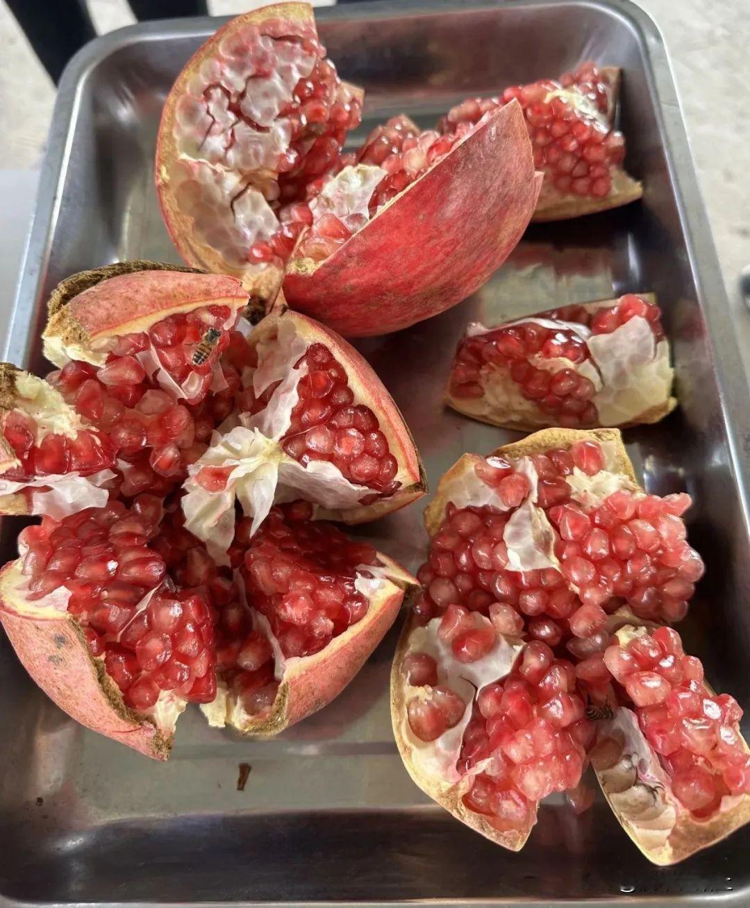 汉中产突尼斯软籽石榴！个大饱满，鲜美多汁。“5月，石榴花开映山红；10月，榴枝婀
