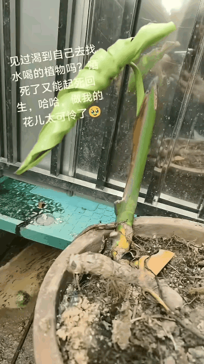 “彻底解释不清了！”
福建，女子养龟背竹经常忘记浇水枯死了，她就没管了，过了一段