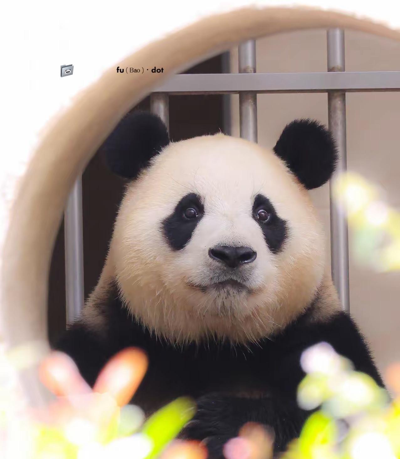 福宝福公主的国泰民安脸
看一眼太让人上头了
圆规都化不了这么圆吧
这是随了她妈爱