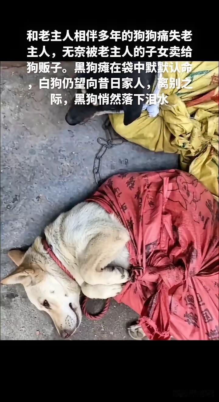 子女不顾老人的临终嘱托把狗狗卖给了狗贩子，狗狗被装在袋子里放弃了挣扎默默流泪。因