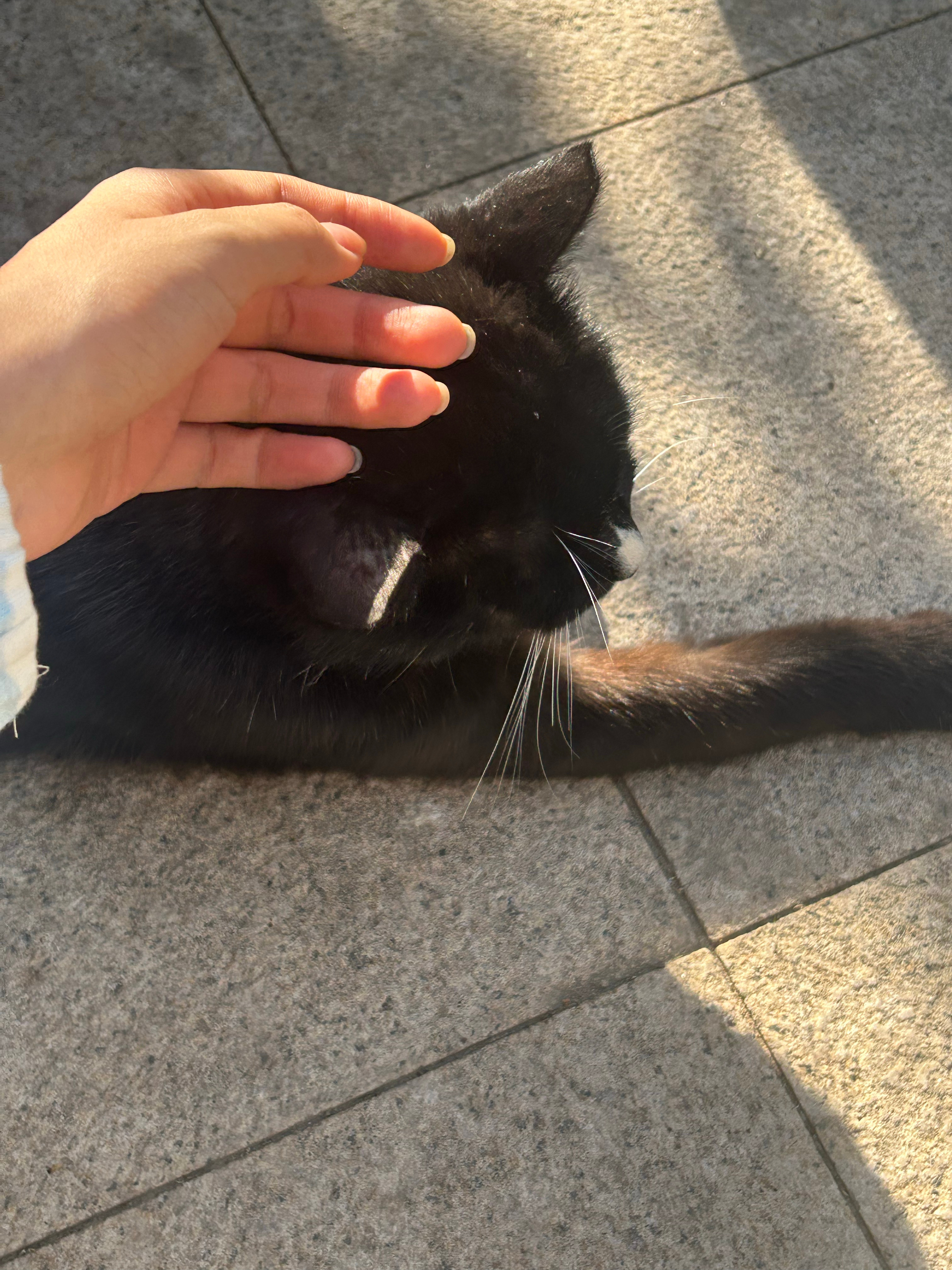 顺顺毛