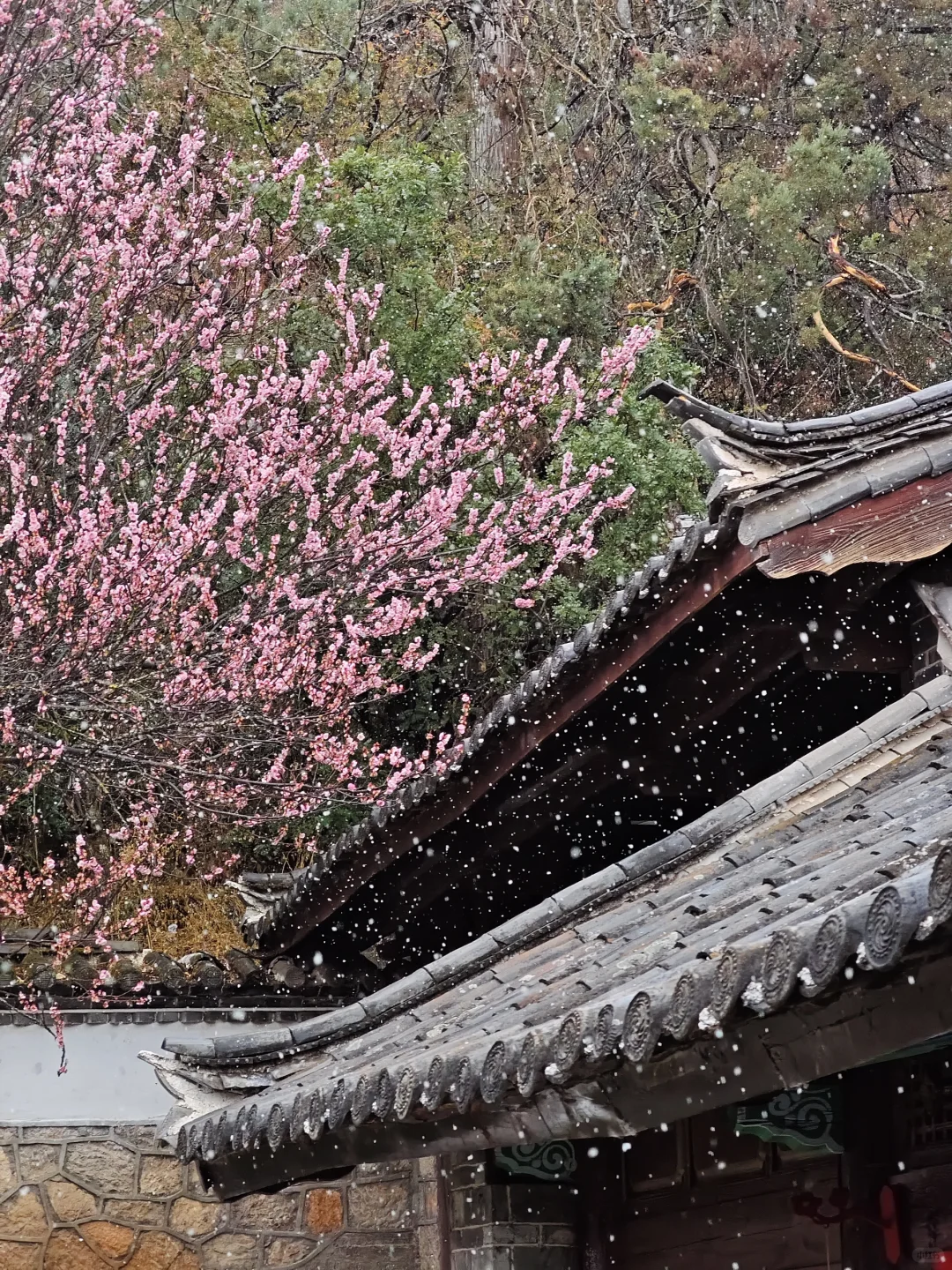丽江束河龙泉三圣宫飘雪寻梅