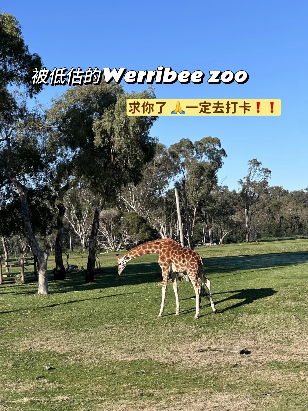 墨尔本度假⛱️Werribee动物园千万不要错过❗️