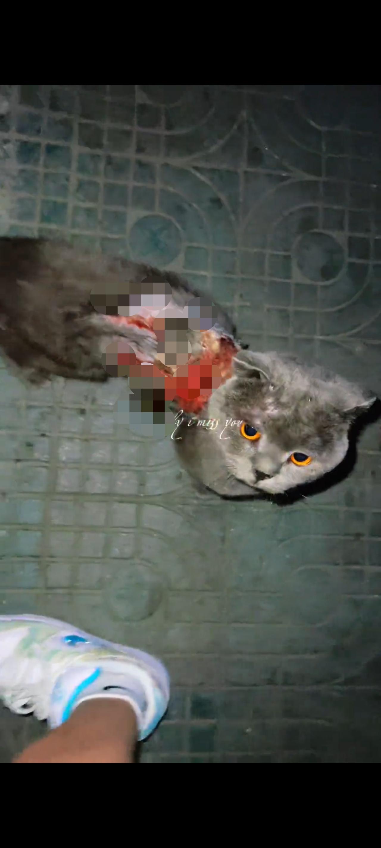 养猫人士请务必看完眼前的视频画面，就问你们以后还敢不敢，胡乱在将自己的爱猫，抛弃