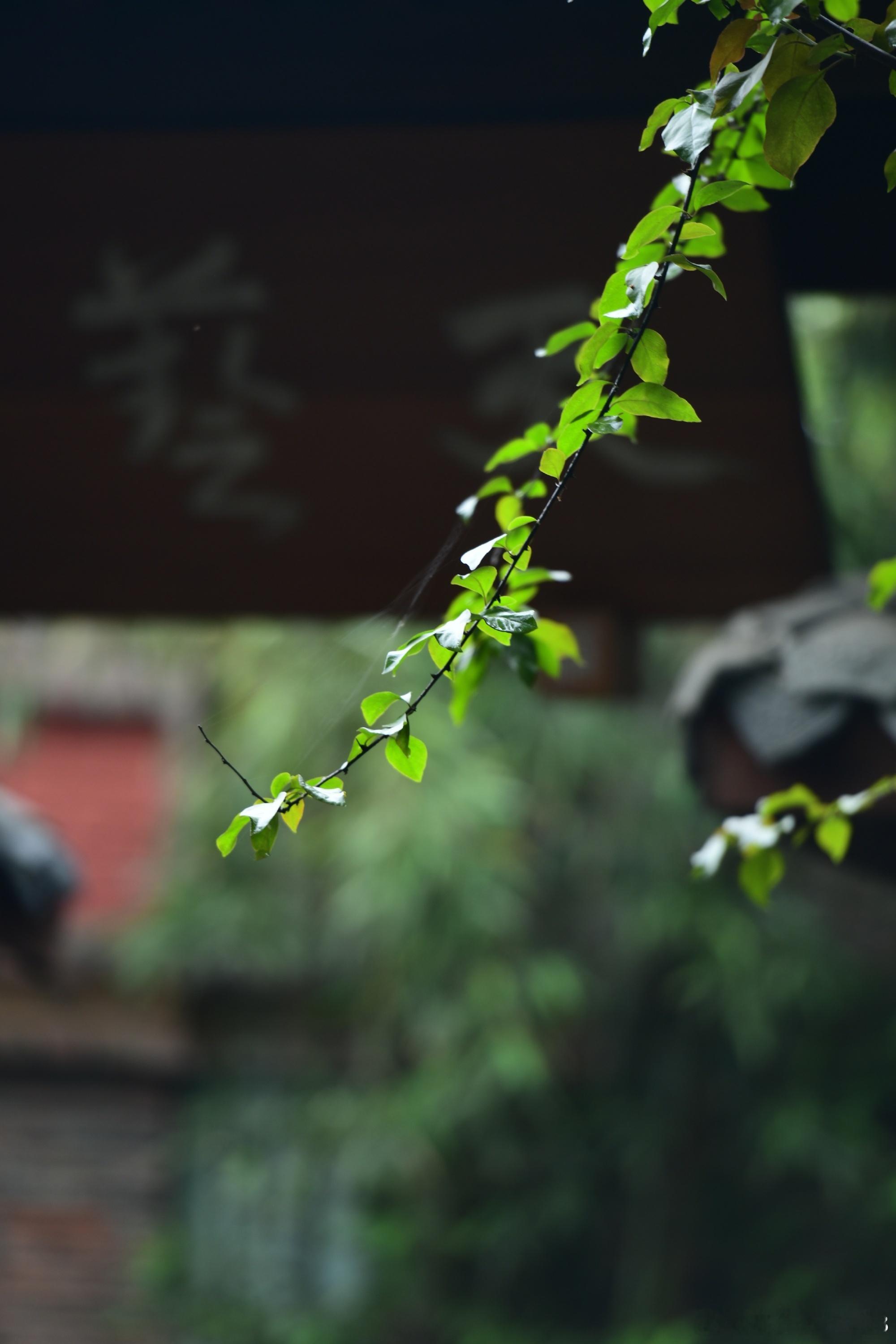 读书  「平安夜，想着往沈植的车门上挂个苹果，结果过去一看，已经被别人挂满了。他