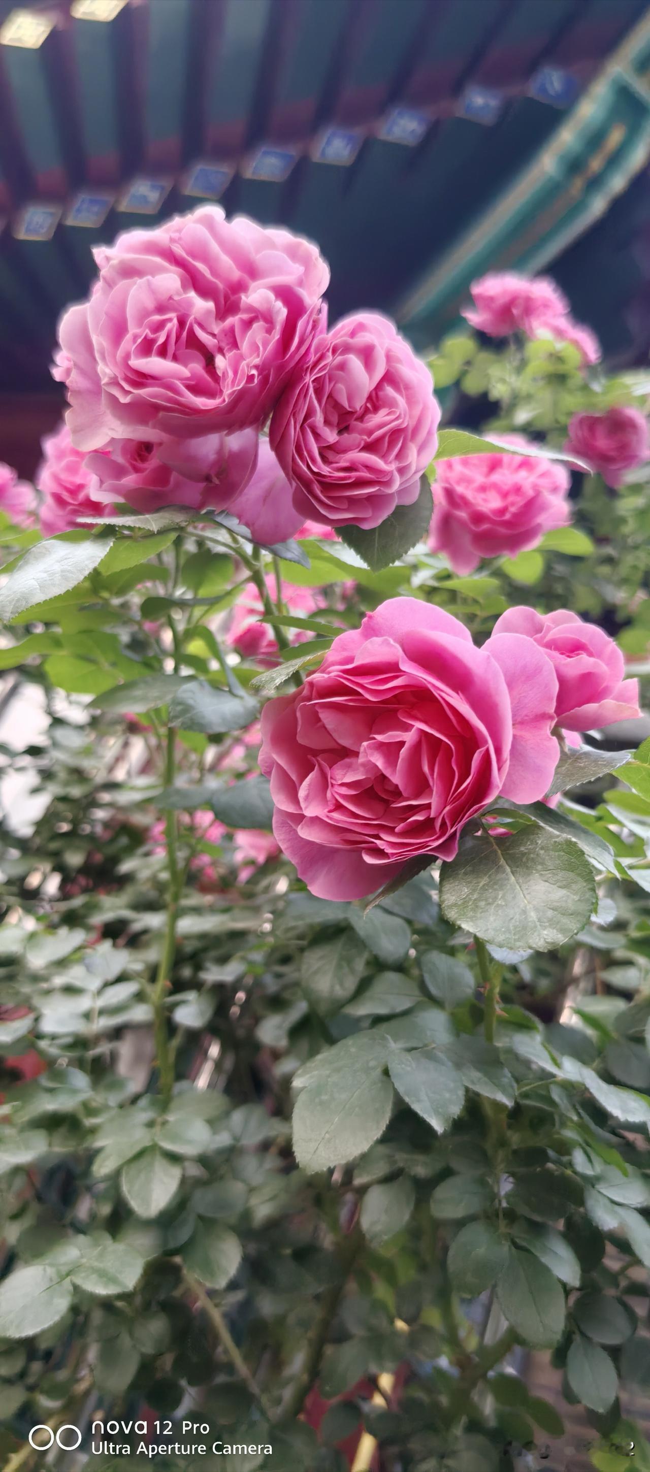 真心话茶局