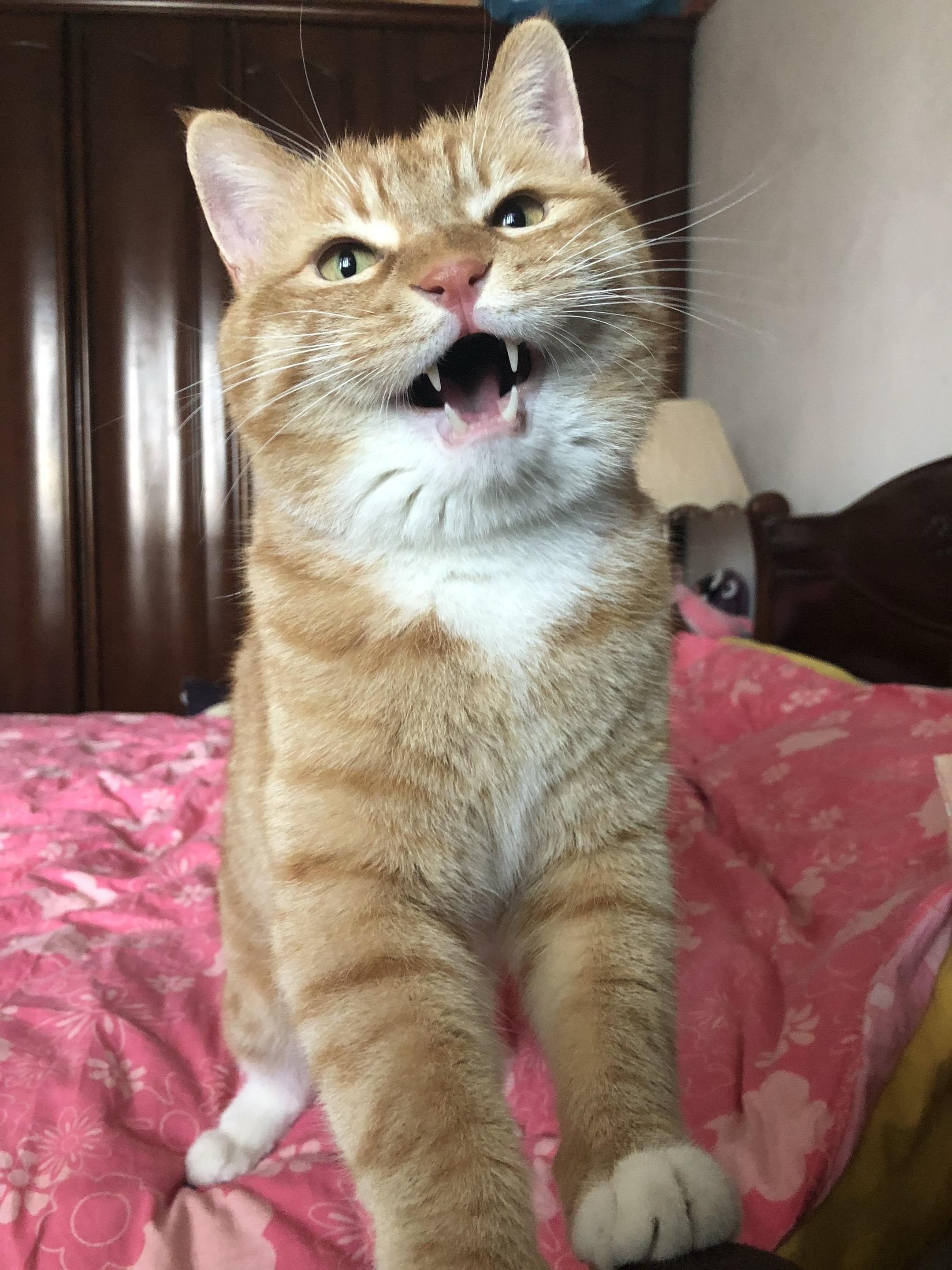 曾经的少年好奶。