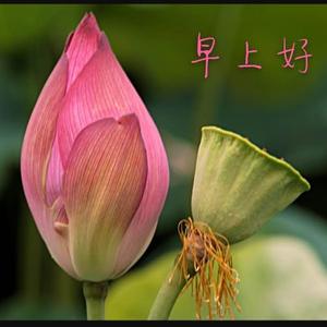 芙蓉囯里尽朝晖