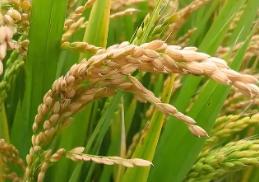 最低价稻谷拍卖 粳稻一枝独秀显韧性
 
3月31日，2026年度首场最低收购价稻