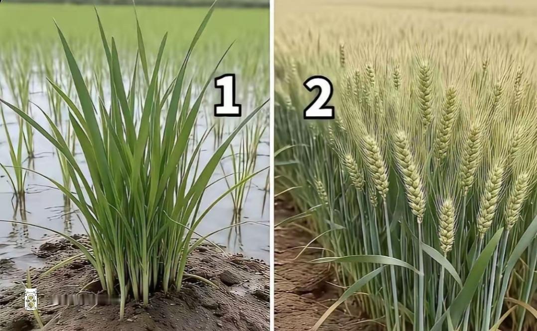 从青涩到金黄，稻田的成长之旅🌾🌾考一考城里人1号是什么？小朋友知道2号吗？很