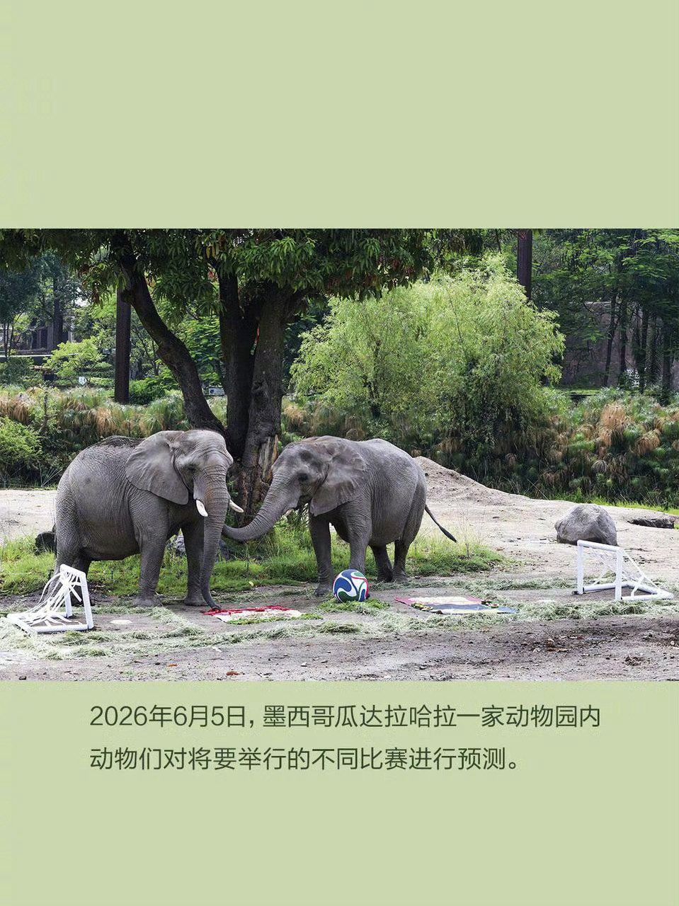世界杯期间，我关注了象宝：一个预测大神