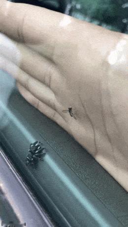 生物灭虫技术展示 ​​​
