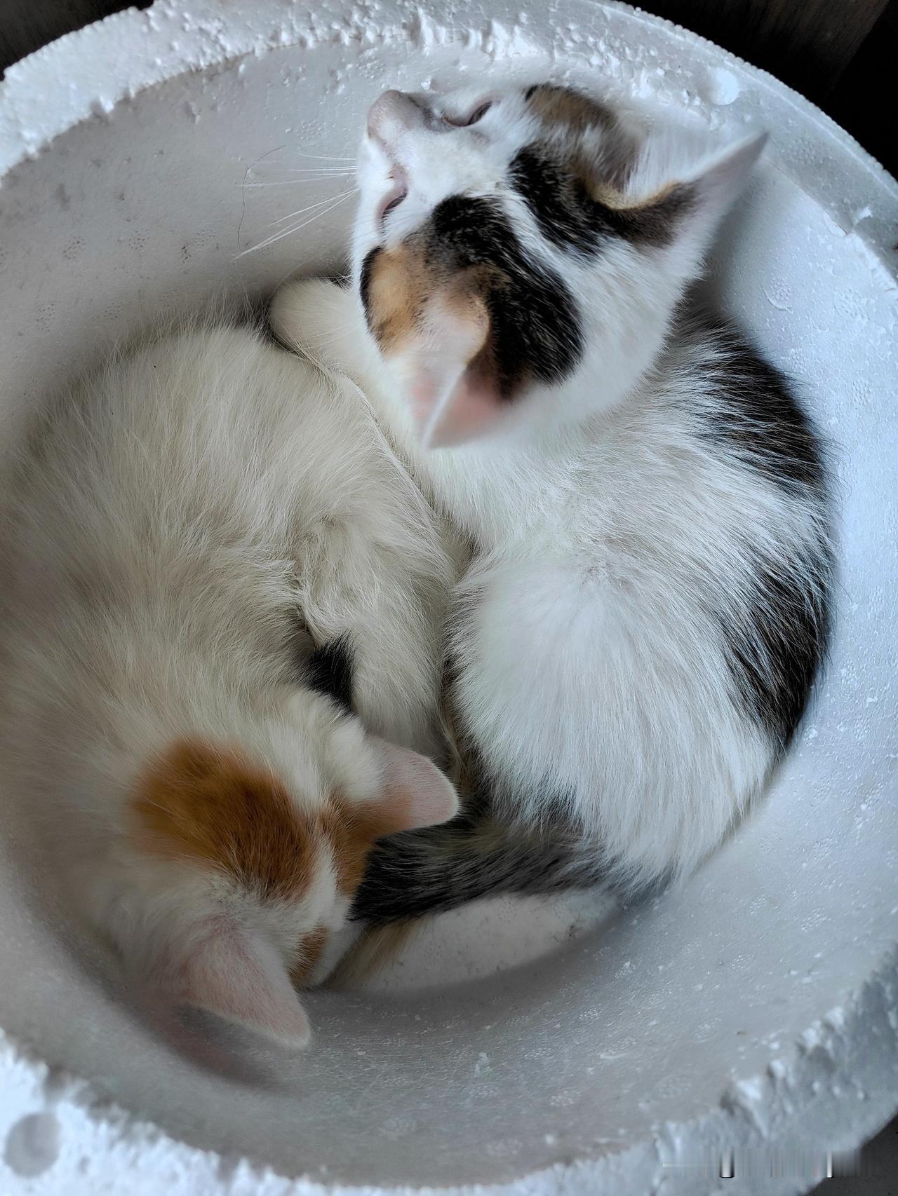 买了两只小猫，
最近疯狂下单猫咪用品，
猫砂盆，猫砂铲，
逗猫棒，红外线灯，鱼玩