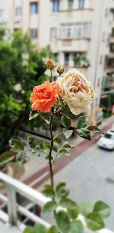 阿姨一辈子省吃俭用，偷偷攒下280万养老钱，谁都没告诉。侄子上门套话问存款，阿姨