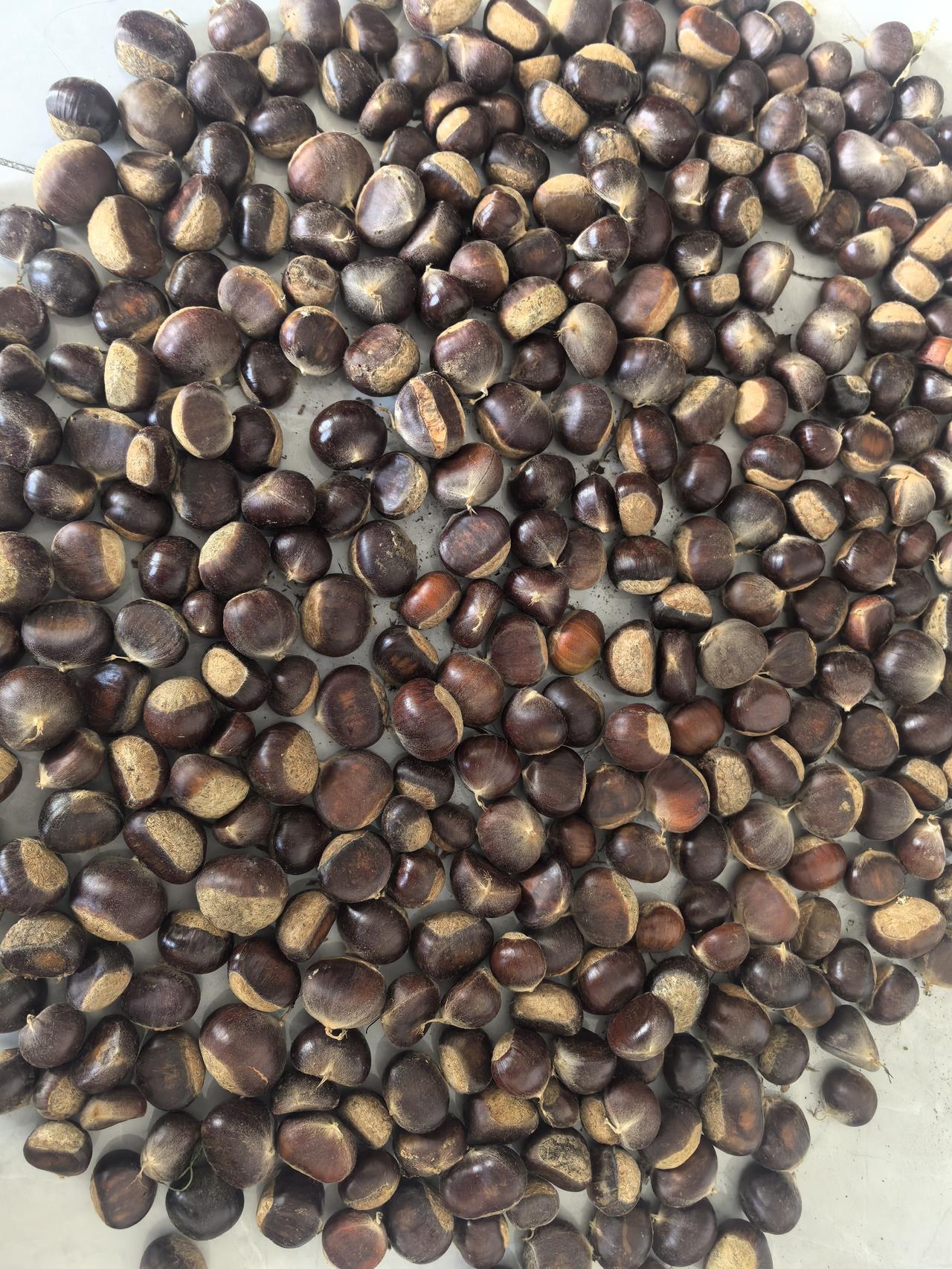 板栗的好处是什么？
这几天连续捡了3天栗子，收获不小，这都咋吃呢？吃多了是不是也