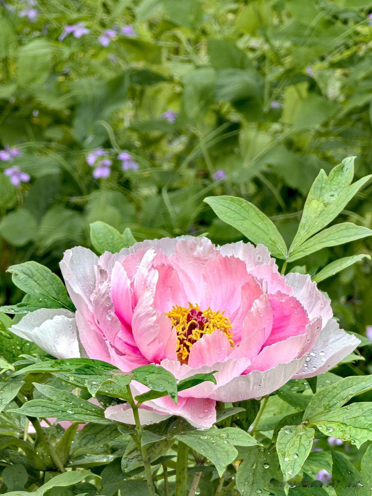 人老簪花不自羞，花应羞上老人头。
醉归扶路人应笑，十里珠帘半上钩。
又是牡丹花开