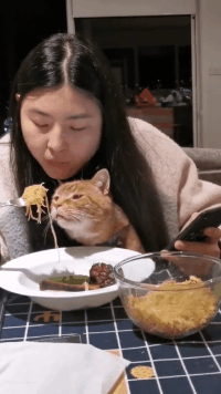 猫：当时发生了什么，眼前一片黑！
