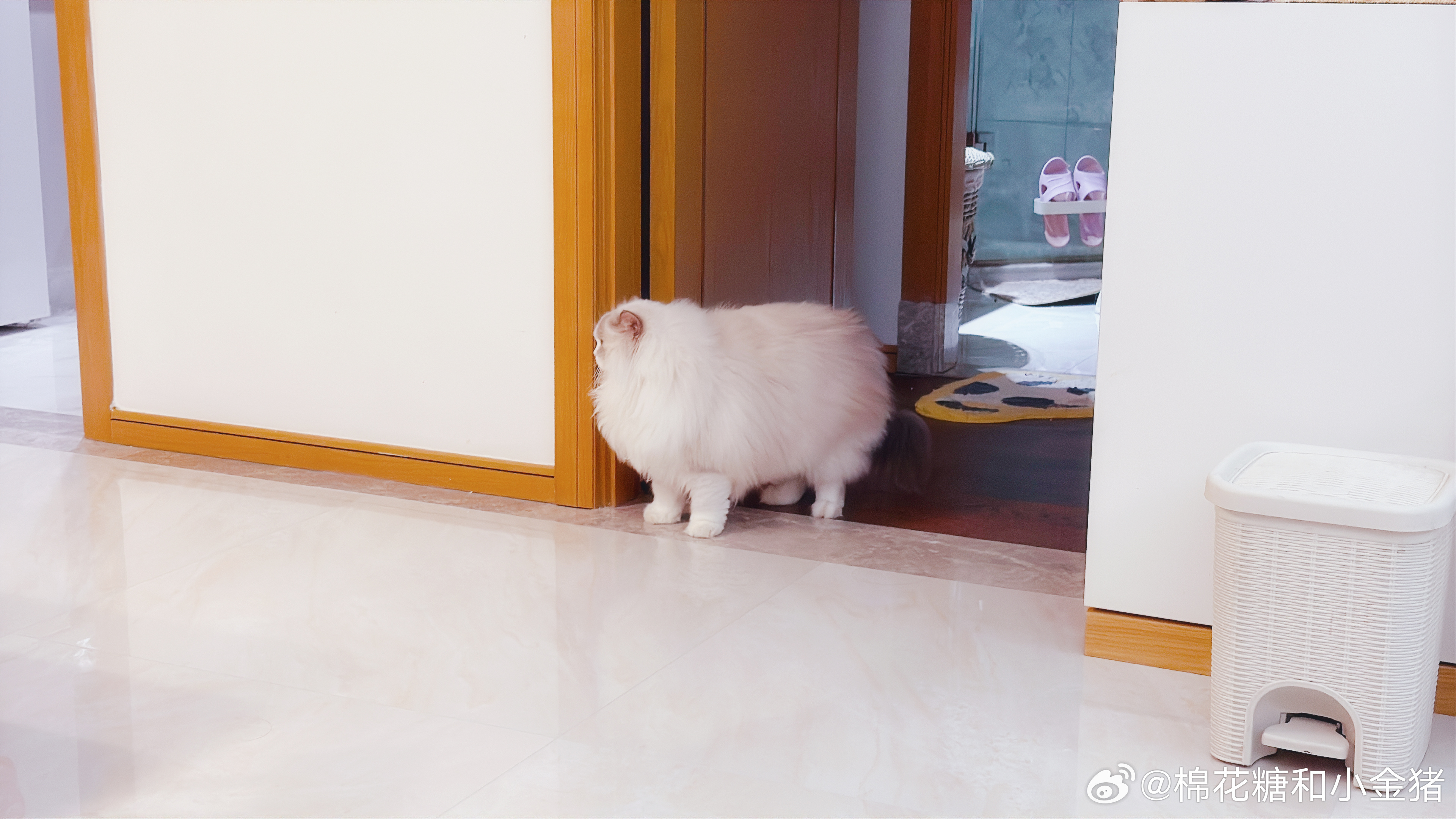 ？这是什么神奇物种？ ​​​