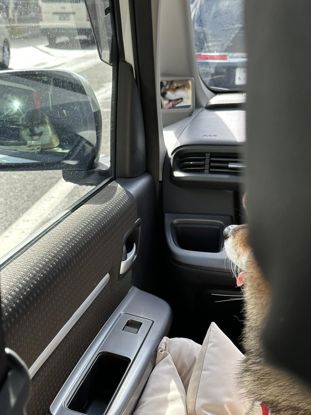 这笑容太犯规！日本一名饲主养了2只宠物犬，分别是8岁黑柴「小豆」和9岁胡麻柴「小