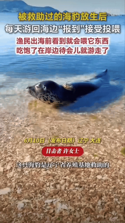 太暖心！大连，一只海豹被救重归大海，竟然还会每天游回海边接受“投喂”。这只海豹被