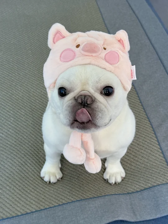 我是一只小猪，我是粉色的～